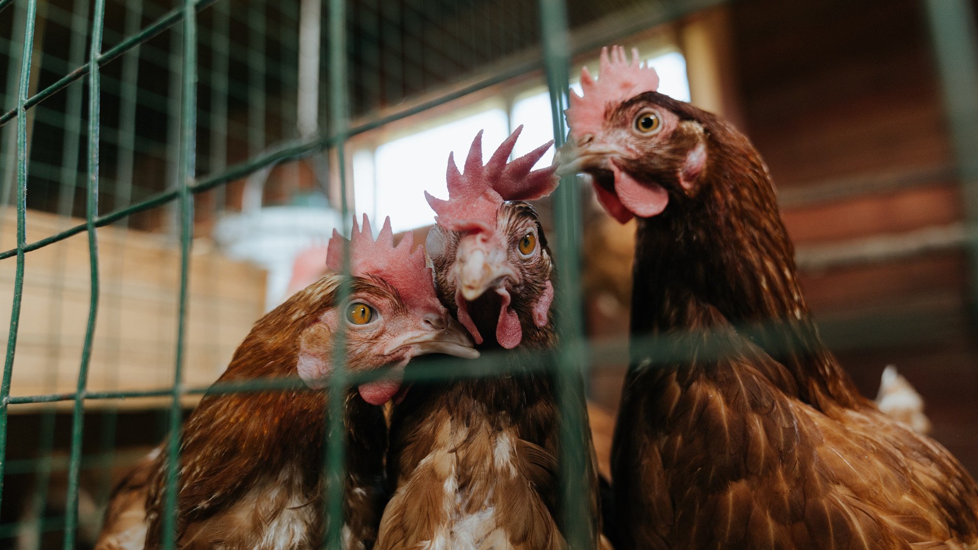 _网络大奖赛:在线互动,跨越屏幕的激战_,网络竞技大赛