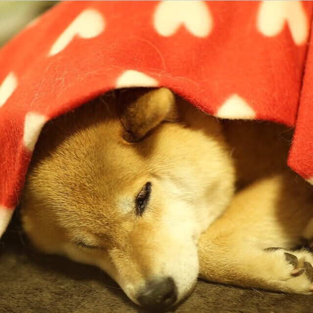 中国青少年棒球联赛开启,培养下一代球星,2021年全国青少年棒球锦标赛